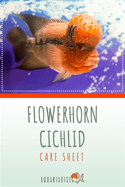 Flowerhorn Cichlid: The Ultimate Care Sheet