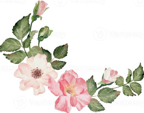 Aquarell Bl Hender Rosenzweig Blumenstrau Png