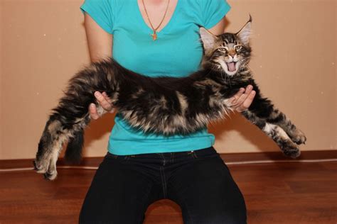 Мейн кун взрослый - картинки и фото koshka.top