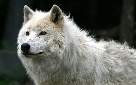 Beautiful Wolf Wolves Photo 37003488 Fanpop