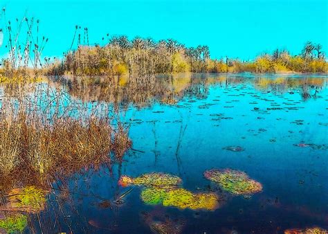 Okefenokee Swamp Poster Picture Metal Print Paint By Aaron Design