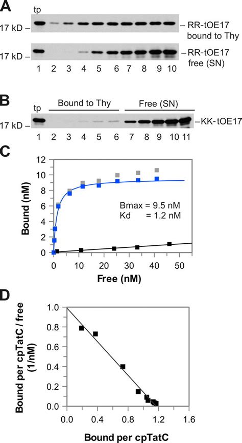 Binding Saturation Assay With Thylakoid Membranes A Increasing Download Scientific Diagram