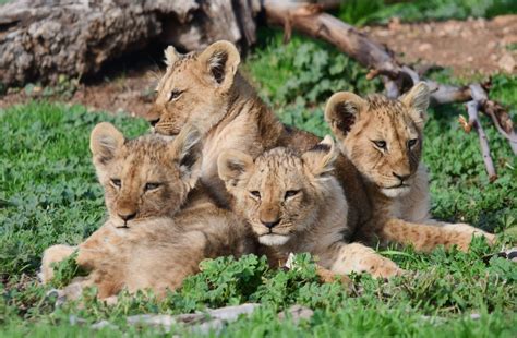 Name The Monarto Safari Park Lion Cubs Competition Ends 14 Jun 2020