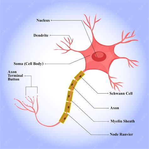 Premium Vector | Neuron cell anatomy vector for educational