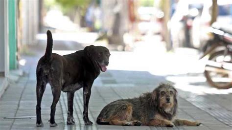 Día Internacional Del Perro Callejero ¿por Qué Se Festeja El 27 De