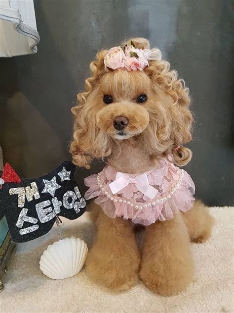 Dog grooming tips for new dog owners – Artofit