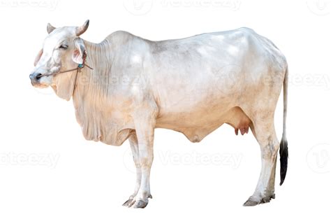 White Female Cow Isolated On Transparent Background White Clipping Path