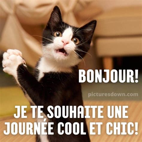 Bon Jeudi Humour Image Chat Marrant Picturesdown