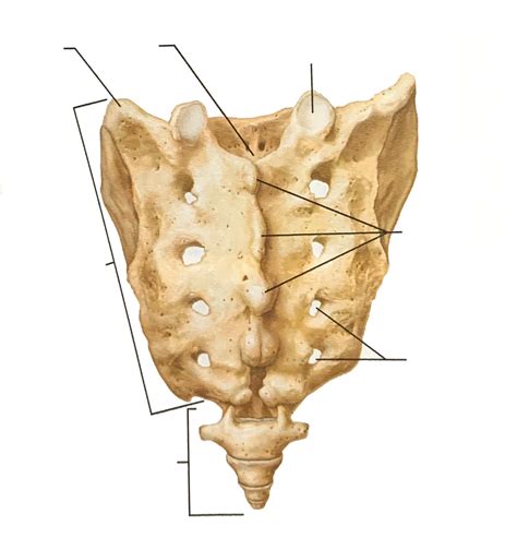 sacral   axial skeleton diagram quizlet