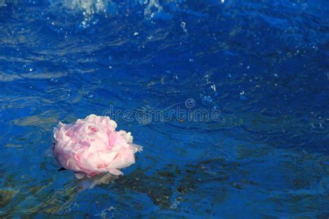 Beautiful Flower Petals In Water Fountain Stock Image Image Of