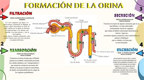 Formación de la Orina Janelly Xolaltenco uDocz