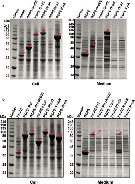 The Expression And Secretion Of Fusion Proteins In B Subtilis A