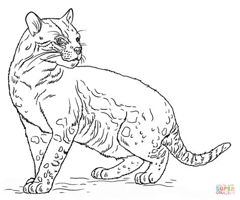 Ocelot coloring page | Free Printable Coloring Pages