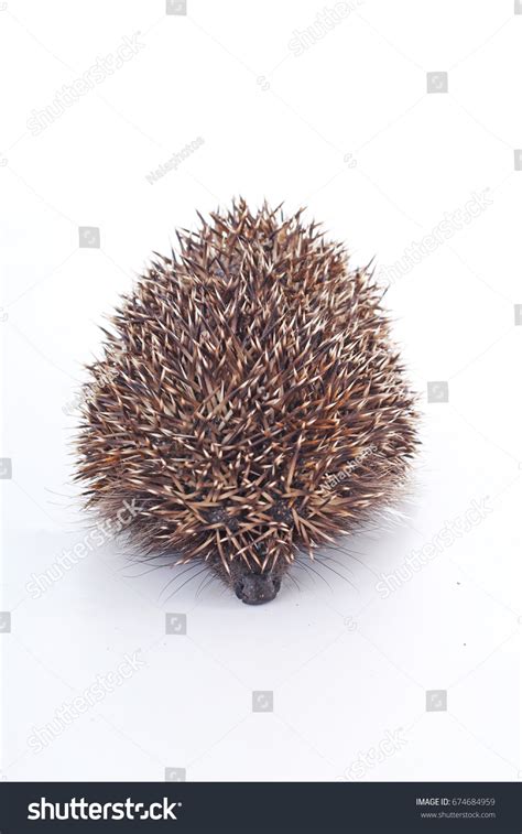 Cute Wild Hedgehog Hedgehog Closeup Hedgehog Stock Photo 674684959