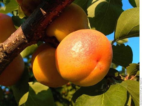 сорт абрикоса сын краснощекого | Miniature fruit trees, Fruit tree ...