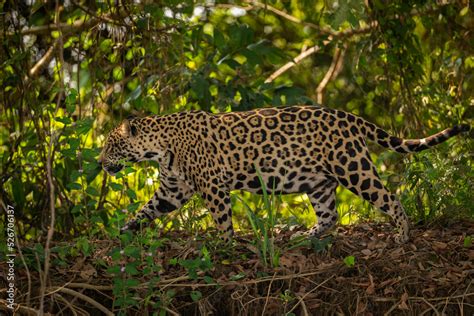 Beautiful and endangered american jaguar in the nature habitat ...