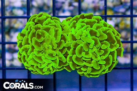 RARE YELLOW Branching Hammer Australia 2 HEADS Corals