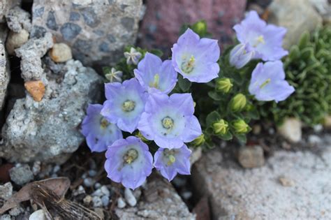 Campanula raineri Les alpines au Québec