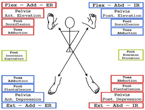 10 PNF techniques ideas | pnf techniques, physical therapy, physical ...