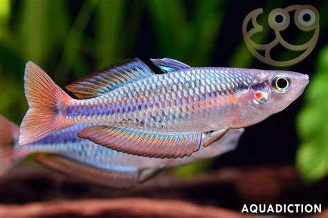 Aru Rainbowfish Melanotaenia Picta Fish Profile And Care Guide