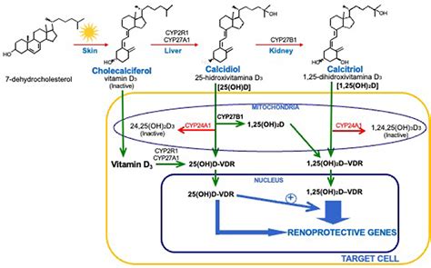 Frontiers Non Classical Vitamin D Actions For Renal Protection