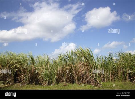 Sugar Plantation At Manuel Sanguilly Pinar Province Cuba Stock Photo