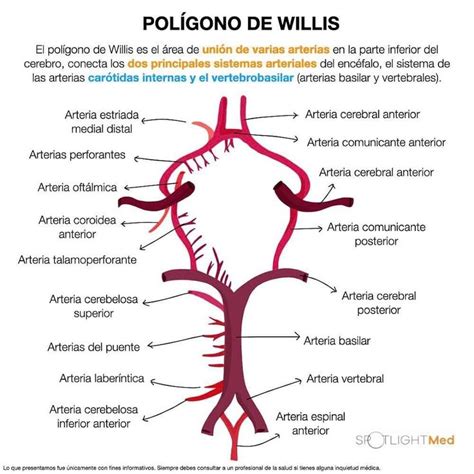 Polígono de Willis Anatomía médica Anatomia y fisiologia humana