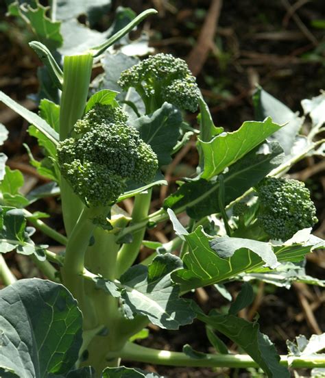 Rapini – Asia Seeds