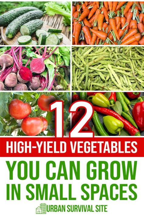 12 High Yield Vegetables You Can Grow In Small Spaces I 2024