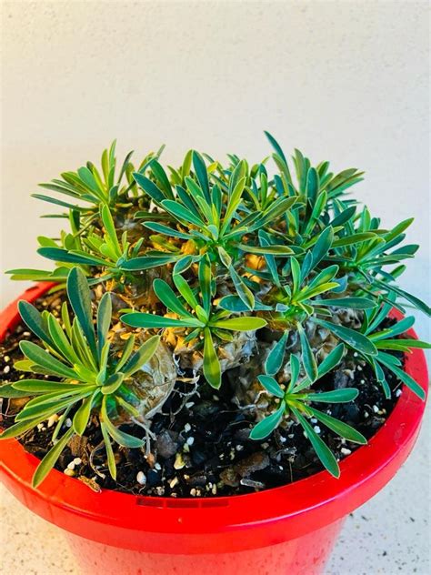 Euphorbia Bupleurifolia X Susannae 78