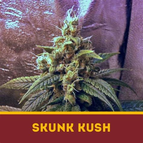 Skunk Kush – Dutch Bulk