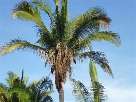 A Babassu Palm Tree Waiting To Be Harvested Coppalj Only Buys Nuts Harvested From Organically