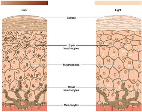 Human Epidermal Cells Diagram