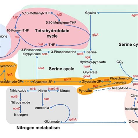 Proposed Central Metabolism Pathways Of Strain Ma5 Maxf Methanol Download Scientific Diagram