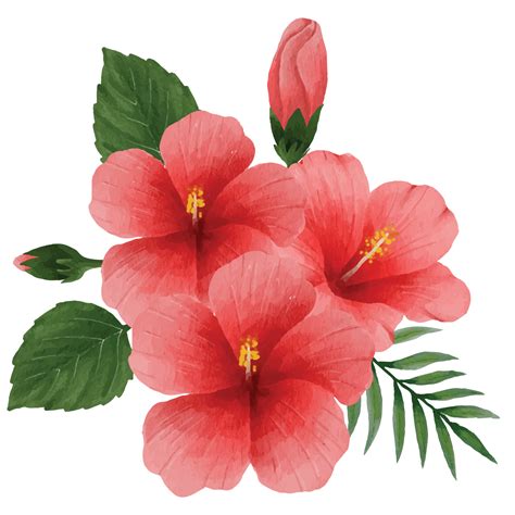 Botanical Hibiscus Flower Floral Bouquet Clip Art Element Transparent