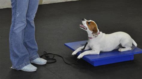 Potty Training a Dog | Zoom Room Dog Training