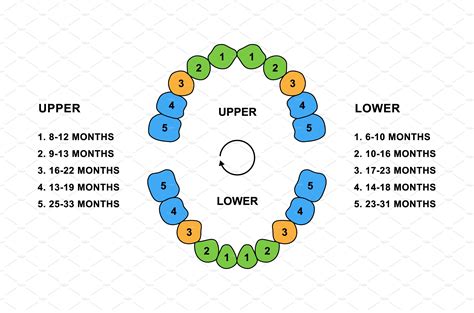 Primary Tooth Arrival Chart Healthcare Illustrations Creative Market