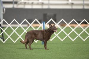 Australian Kelpie Leia Turns Heads At Akc Agility Premier Cup