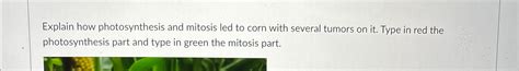 Solved Explain how photosynthesis and mitosis led to corn | Chegg.com