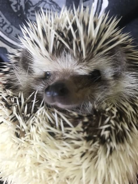 Is a Pet Hedgehog the Right Pet for You? Everything You Need to Know ...