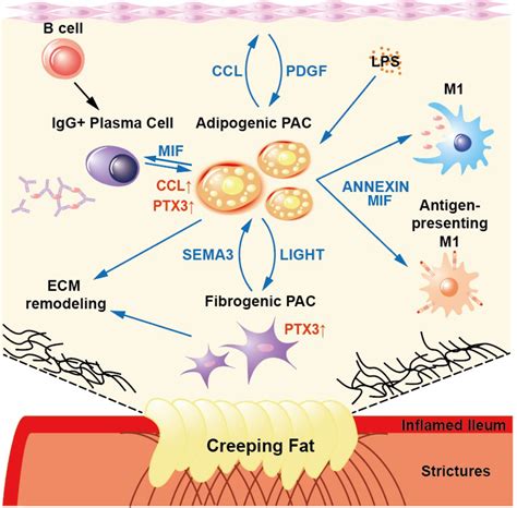 Frontiers Creeping Fat Exhibits Distinct Inflammation Specific