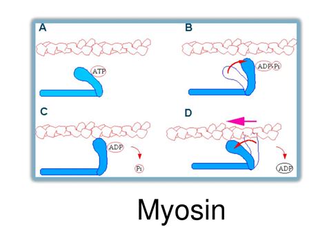 Ppt Microfilaments And Microtubules Powerpoint Presentation Free Download Id 3654654