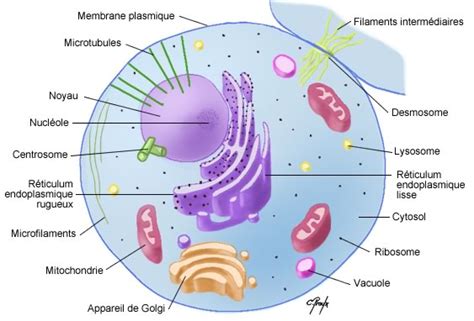 Les Cellules Eucaryotes Et Procaryotes Bio Facult