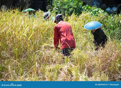 Nong Khai Thailand October Farmer Harvest Rice In The Field