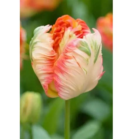 Tulip Flower Seeds, Multi-Color Options, Rare Color 100pcs/pack ...