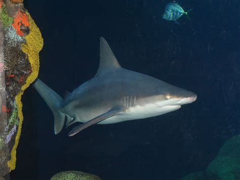 The Online Zoo - Sandbar Shark