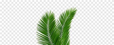 Green Aesthetic Green Leafed Plant Png Pngegg