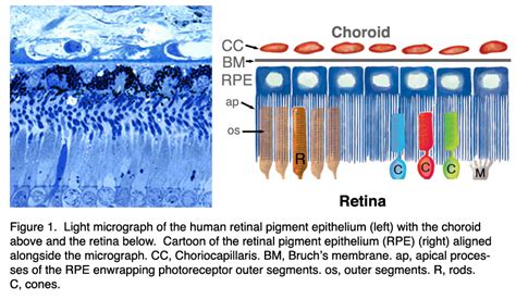 The Retinal Pigment Epithelium By Olaf Strauss Webvision