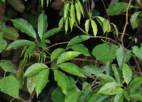 tetrastigma rafflesiae cerlin ng flickr