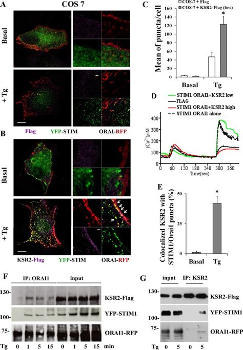 Ksr Is Required For Puncta Formation And Colocalizes With Stim Orai